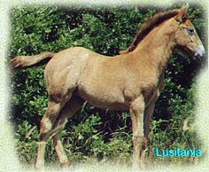 Poulain Lusitania